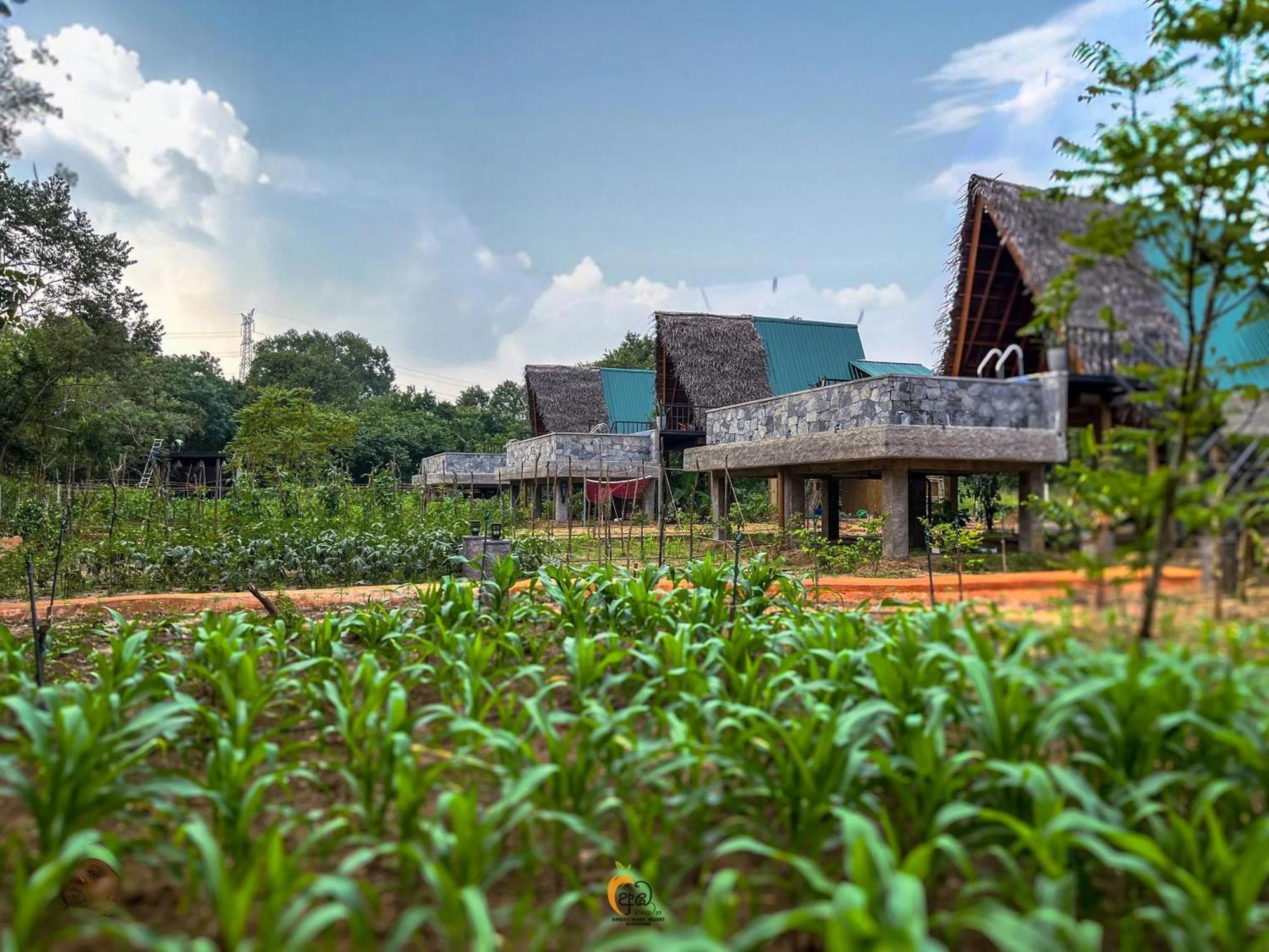 Habarana Tree House Ambasewana Resort エクステリア 写真