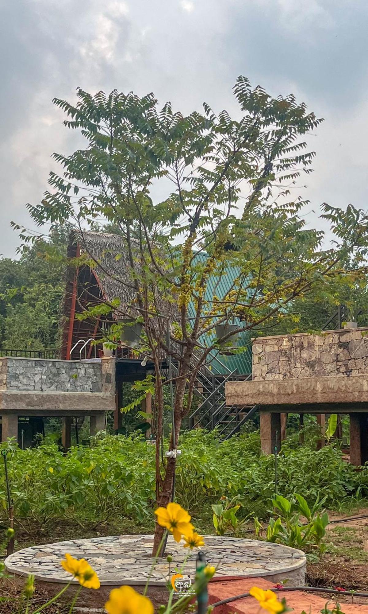 Habarana Tree House Ambasewana Resort エクステリア 写真